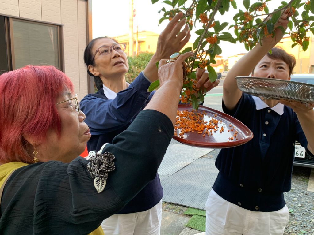  在石卷共修處的院子裡，志工搖下滿樹正盛開的桂花，準備為鄉親們沖泡一壺香氣撲鼻的桂花茶。（攝影：羅文伶）